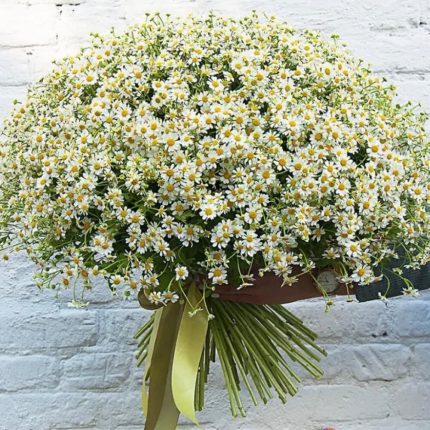 Букет из 101 Кустовой Ромашки
